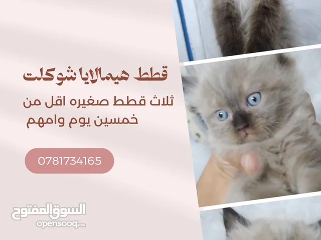 هيمالايا شوكلت