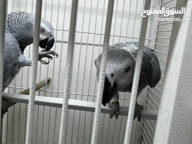 2 African gray parrots