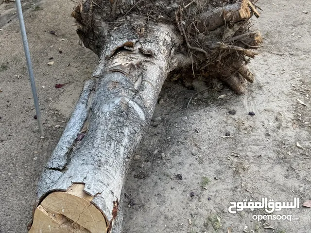 يدع شجرة همبا ينفع للمحميات