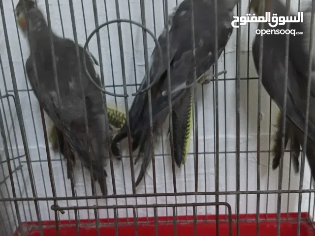 مخاليف اثنين اعمار 6 شهور وأنثى جاهزه على وجه بيض بس طار فحلها موجودات اربد الحصن مطلوب فيهن 35 من ا