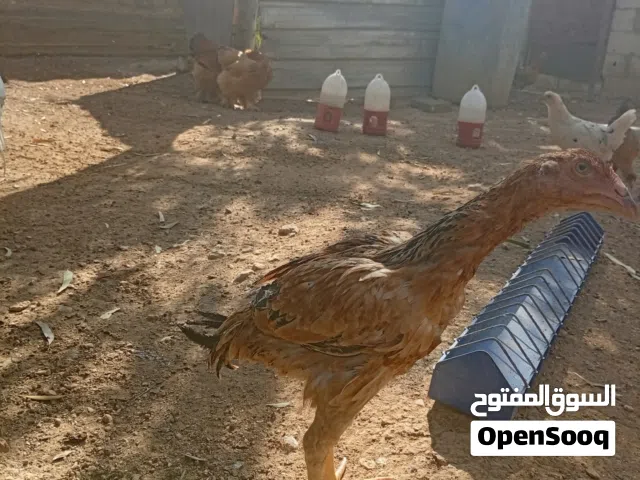 صوص باكستاني الخط الاول