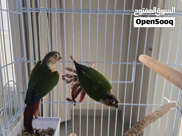 بغبغا كنيور جرين شيك