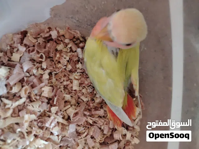 السلام عليكم متوفر فرخ بركاديل اللون اصفر ورنج العصفور ربي يبارك اقرا الوصفه