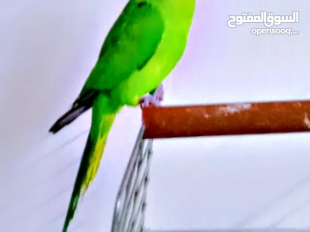 ما شاء الله