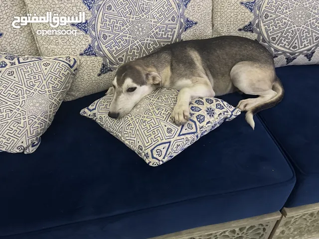 كلب