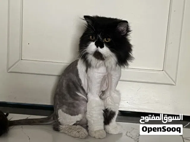 السلام عليكم عدي قط للتزاوج اسمه بابده