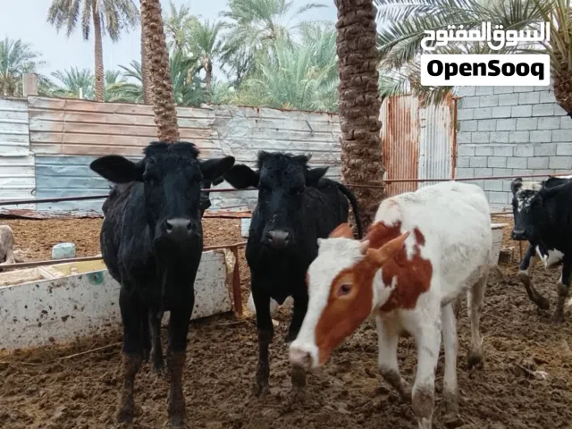 سلام عليكم ابجاير للبيع عدد 6