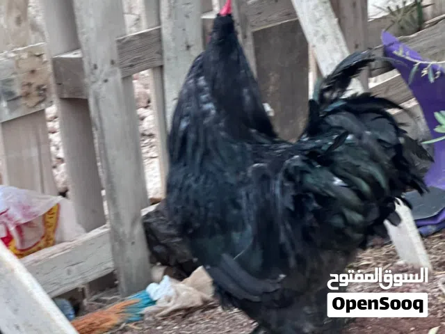 ديك براهمي للبيع