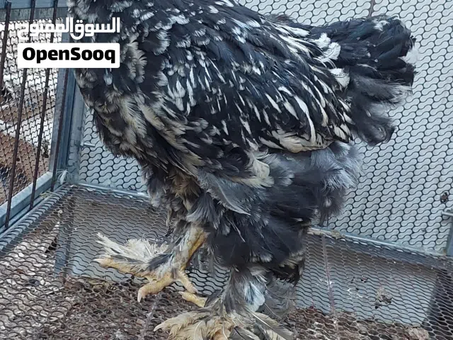 براهما بلاك مولتد