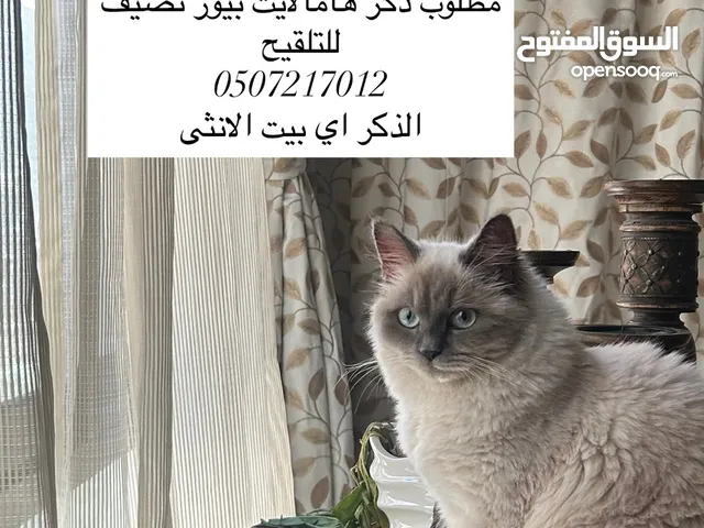 مطلوب ذكر هامالايا للتلقيح