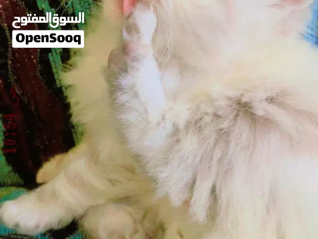 تبارك الرحمن 4ذكور هيمالايا العمر 45يوم للبيع