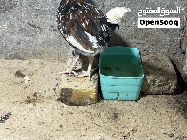 دجاج للبيع