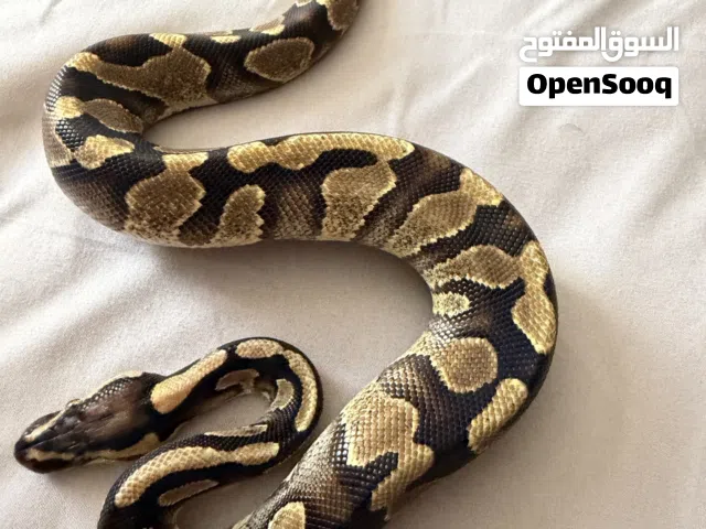 بول بايثون