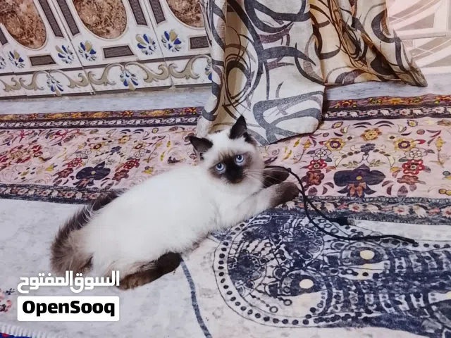 قط هملايه عمر 3اشهر لاعوب ونضيف وملقح