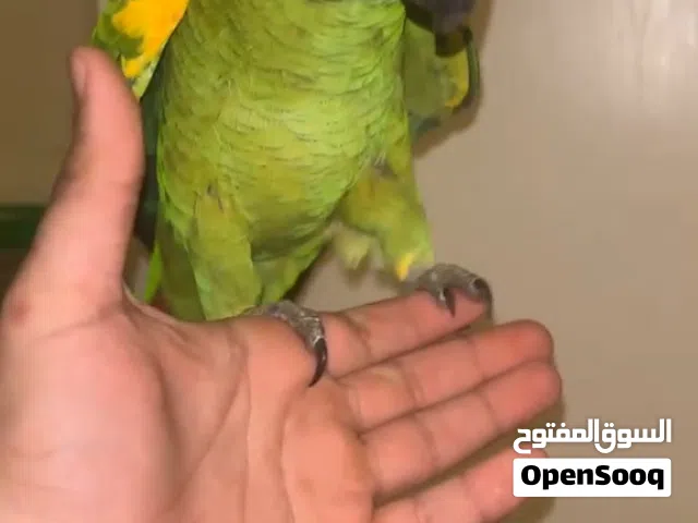 ببغاء امازوني (بلوفرونتد)