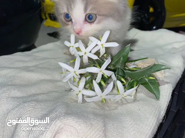 سكوتش مكس راقدول مهجنيين باي كلار