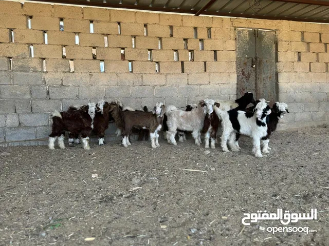 تتوفر ذبائح عمانيه مع توفير خدمة الذبح والسلخ