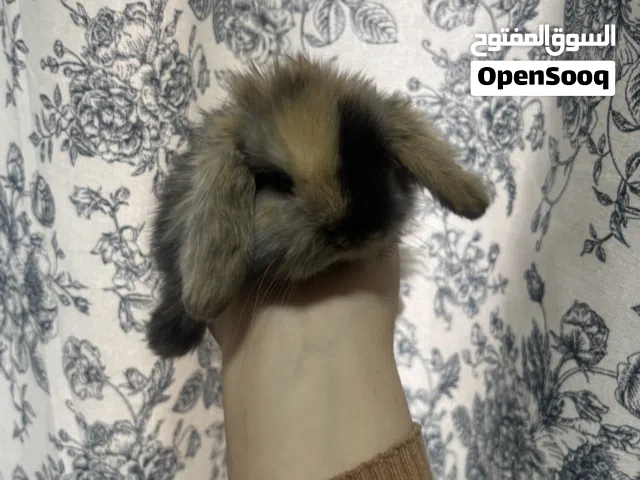 ارنب هولندي لوب بيور أليف