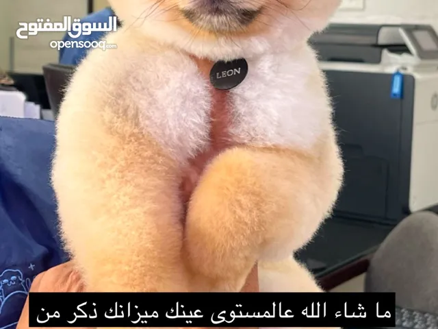 بومارينيان ذكر من أوكرانيا مستوى جداً عالي "تلقيح فقط"
