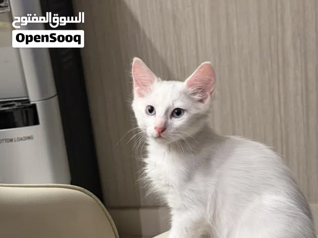 4 Kittens up for Adoption
