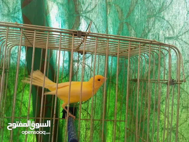 كناري ذكر اصفر صافي مغرد