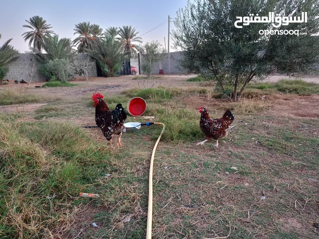 دجاجه وديك سايكس زهري