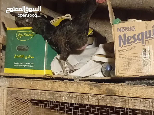 دجاجه بندوقة باكستاني تريد أن ترقد وجوز بط عمر سنه بلدي وصحه تمام