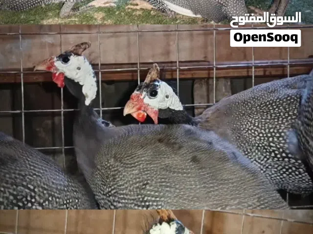 تشكيله مميزه لمربي الطيور