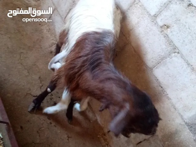 اللهم صل على سيدنا محمد عنز شاميه صحه ونظافه
