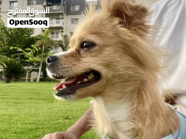 كلبه شيواوا