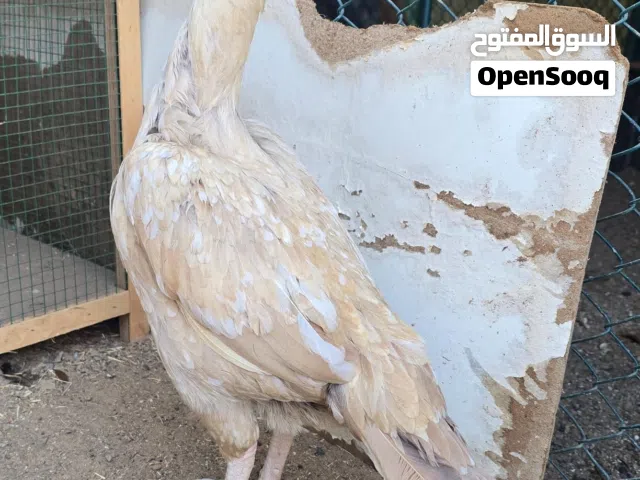 دجاج باكستاني الأوان ومستويات للبيع