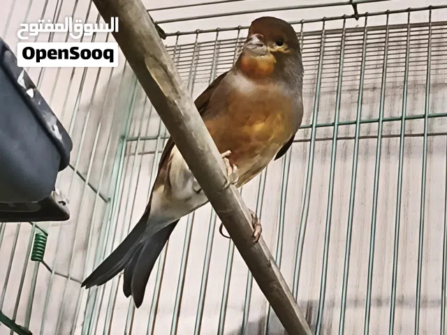 كناري( 2) للبيع