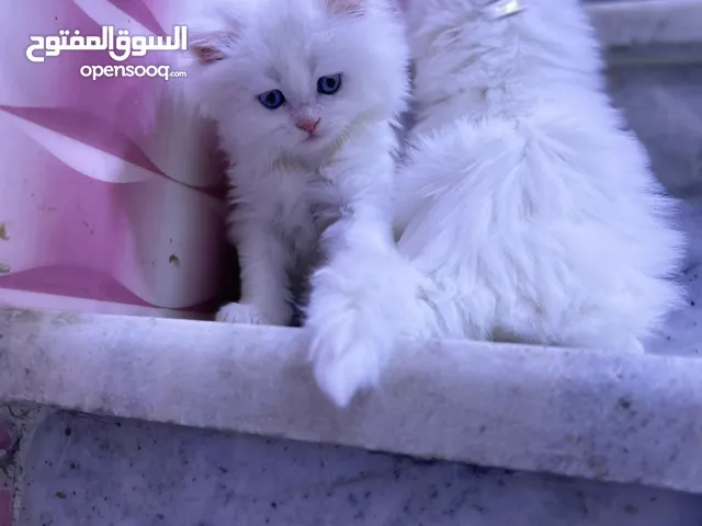 سلامع عليكم قطط بيرشن شيبرز عدد5 4اناث 1ذكرالعمرشهر او 16يوم اقره الوصف