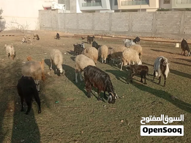 معيز للبيع