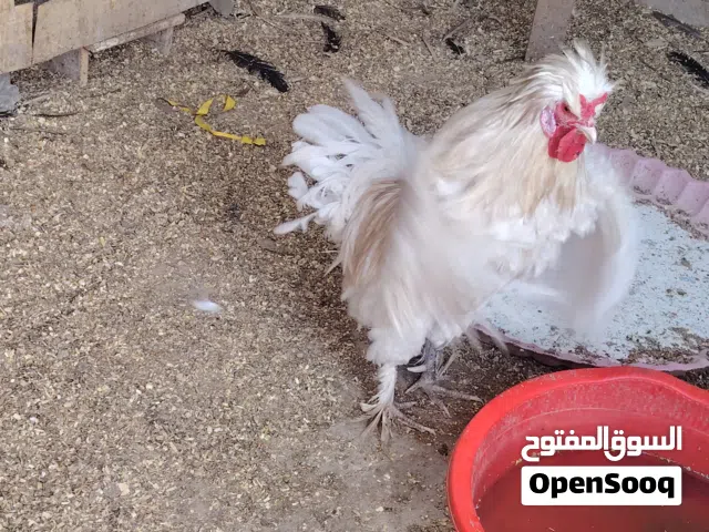 دجاج سلطاني صحه خير من الله