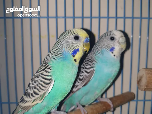 جوز عصافير بادجي استرالي ملون جاهز للبيض