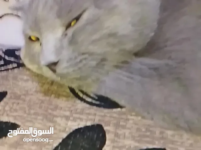 سكوتش فولد فحل صغير