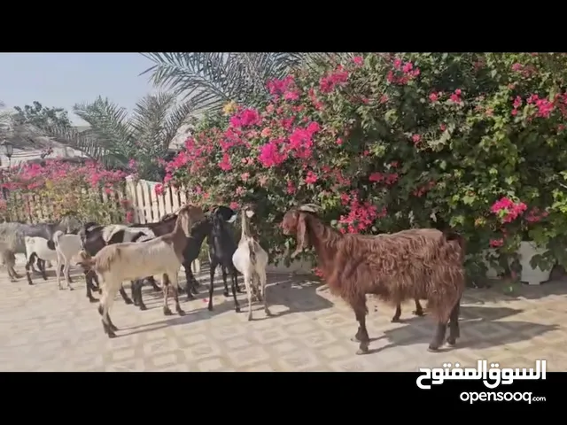 حلال للبيع