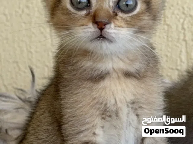 قطه سكوتش ستريت kitten scotch straight