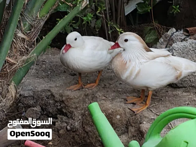 بط مندرين نادر وجميل