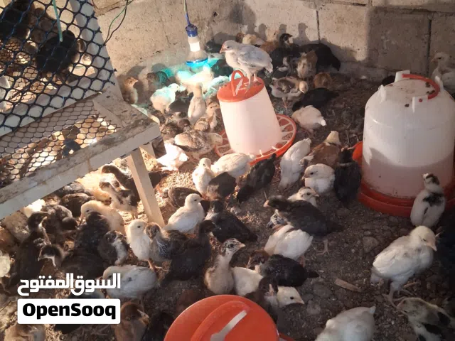 صوصان بلدي للبيع