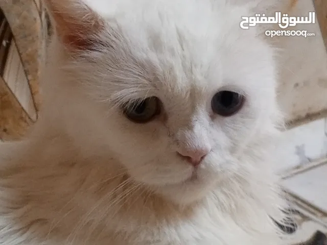 هملايا وشيرازي