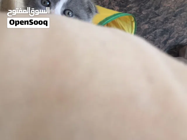 مكس سكوتش عمرهم 37 يوم