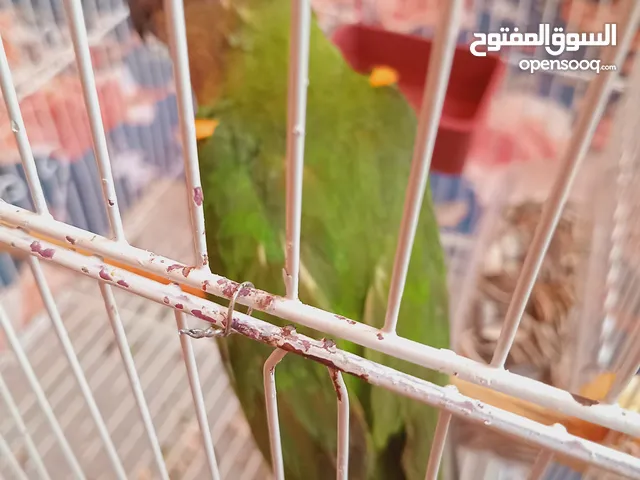 ببغا سنغالي عين سوده ريش تام شوي راصه مزال بس مروض نص ترويض