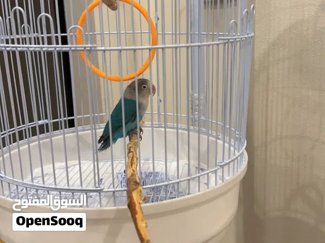 عصفور اروز تقدر ادربه ومعه جميع اغراضه