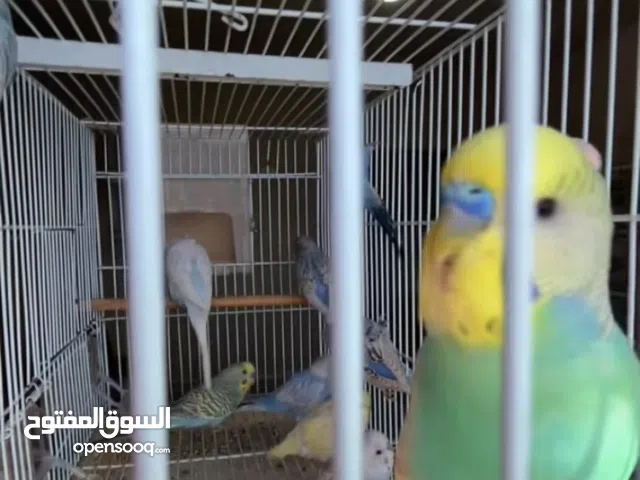 طيور حب بادجي