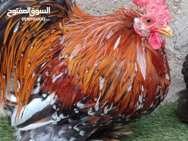 بسم الله مشاء الله متوفر كوبي استرلي للبيع مكان قربولي . . . .