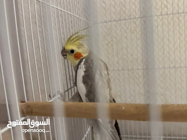 كوكتيل زوج