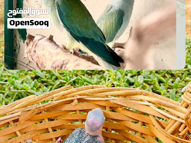 للبيع فروخ ده الملونه  كلير يلوهد يوايت تيل