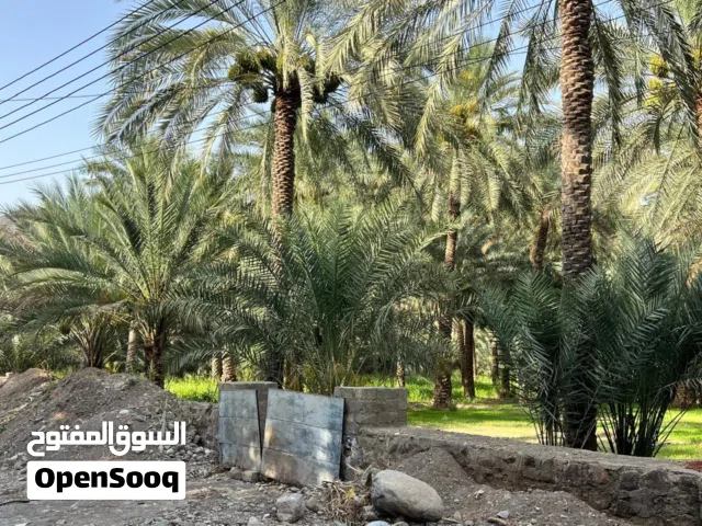 Farm Land for Sale in Al Batinah Rustaq